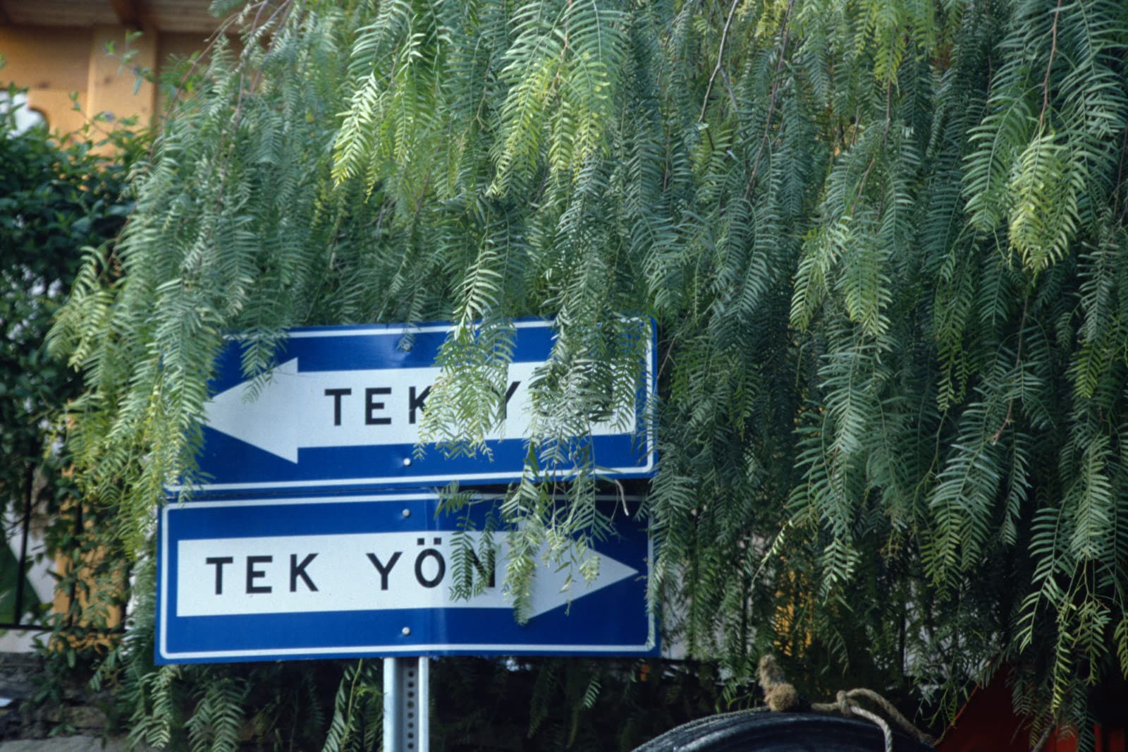 Ağaç dalları arasında iki mavi tek yön levhası